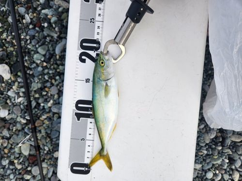 ワカシの釣果
