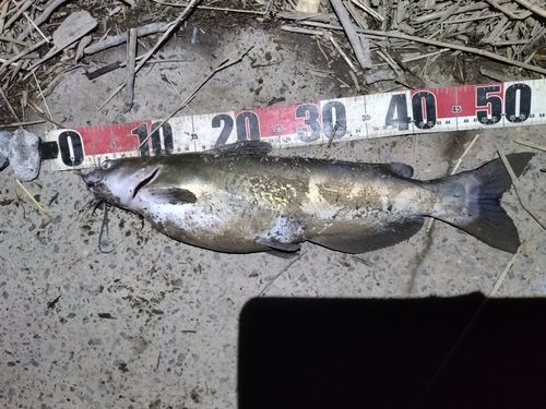 アメリカンキャットフィッシュの釣果