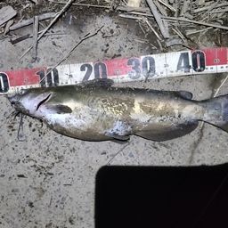 アメリカンキャットフィッシュ