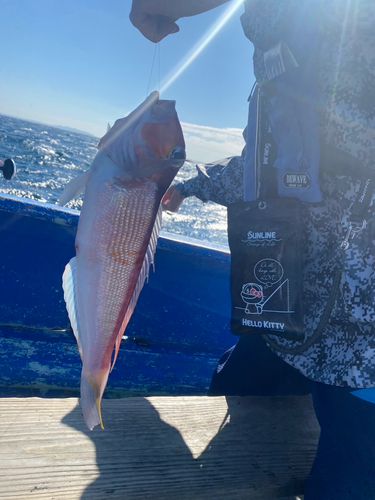 アカアマダイの釣果