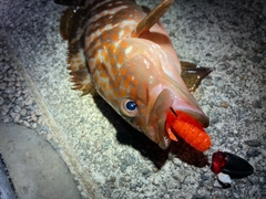 アコウの釣果