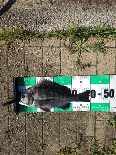 チヌの釣果