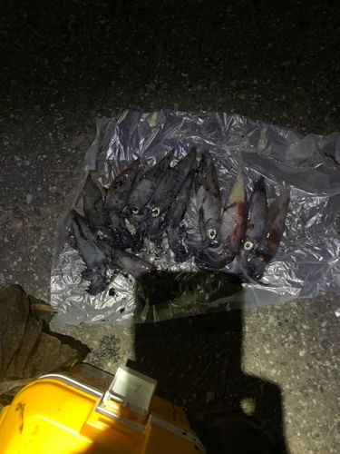 ケンサキイカの釣果