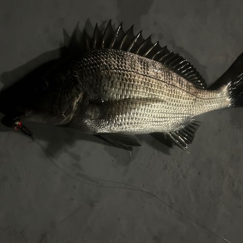チヌの釣果