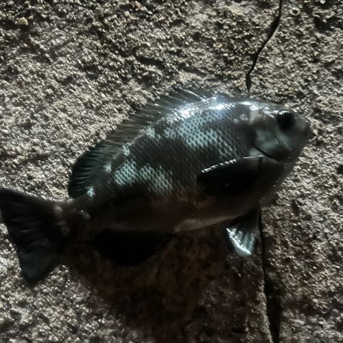 グレの釣果