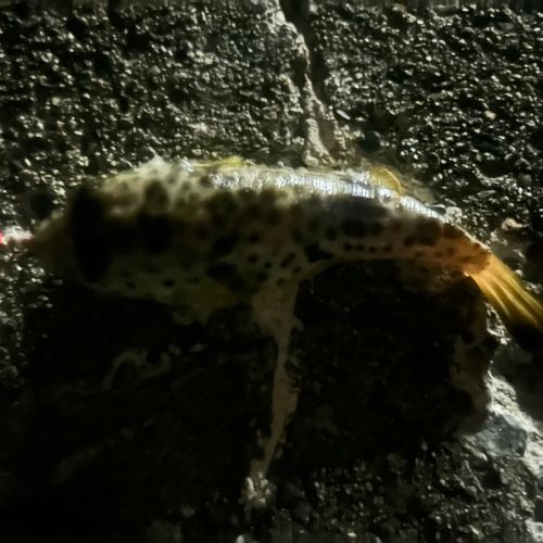 クサフグの釣果