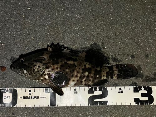 ヤイトハタの釣果