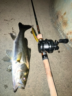 セイゴ(マルスズキ)の釣果