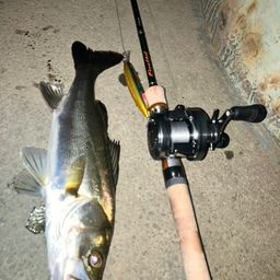 セイゴ（マルスズキ）