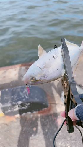 ショゴの釣果