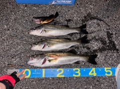 シーバスの釣果