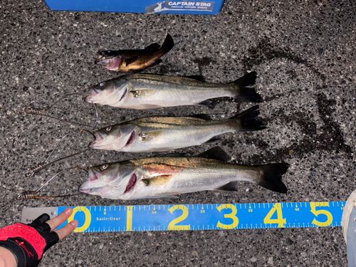 シーバスの釣果