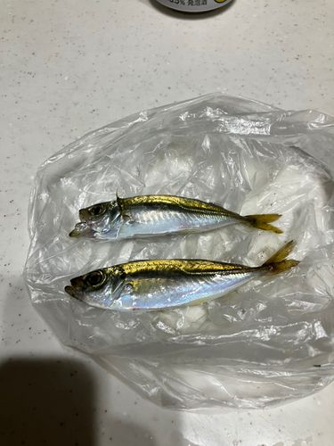 アジの釣果