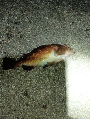 ガヤの釣果