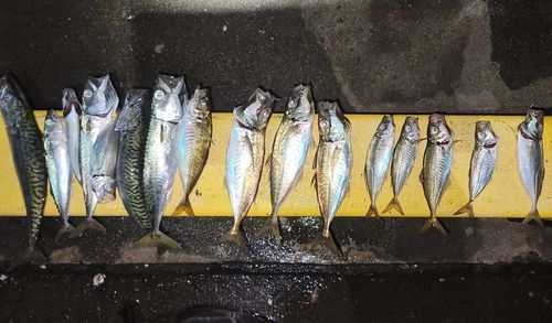 アジの釣果