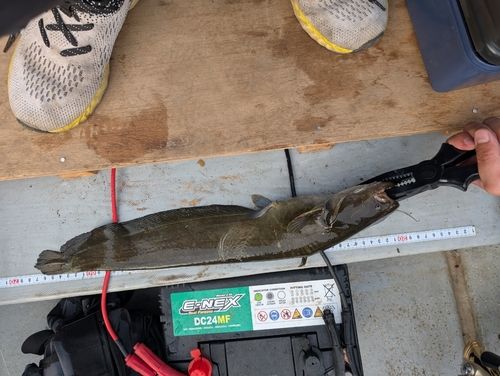 マナマズの釣果
