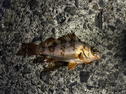メバルの釣果
