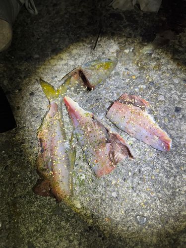 コノシロの釣果