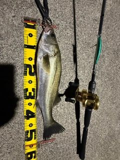 シーバスの釣果