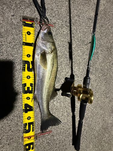 シーバスの釣果