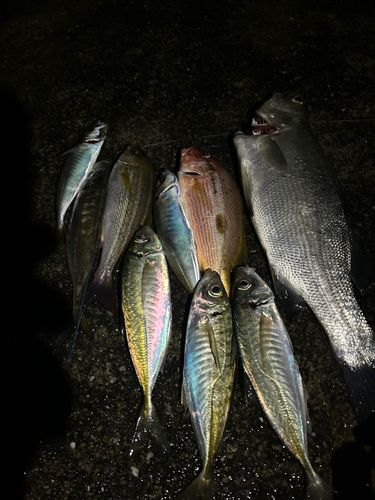 アジの釣果