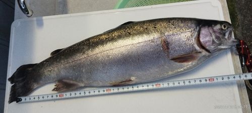 ニジマスの釣果
