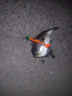 クサフグの釣果