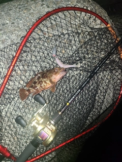 アラカブの釣果