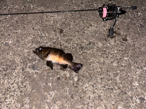 メバルの釣果