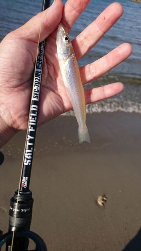 シロギスの釣果