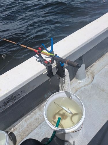 シロギスの釣果