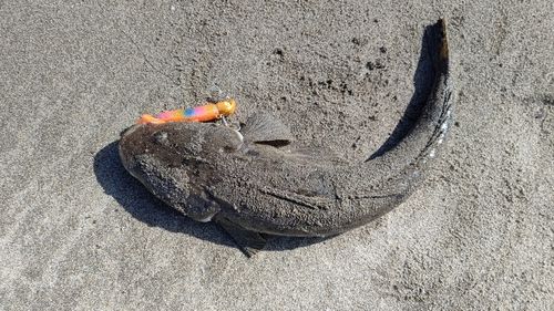 マゴチの釣果