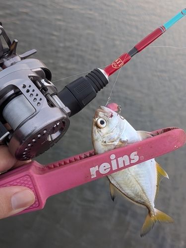ギンガメアジの釣果