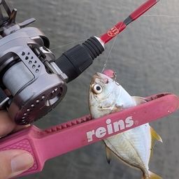 ギンガメアジ