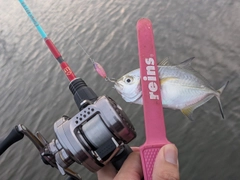 カスミアジの釣果