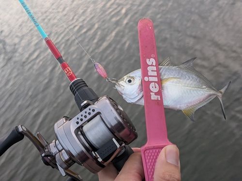 カスミアジの釣果