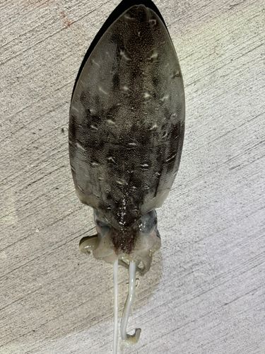 モンゴウイカの釣果