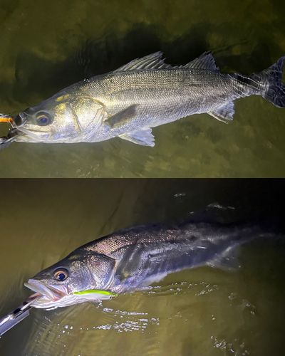シーバスの釣果