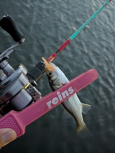 セイゴ（マルスズキ）の釣果