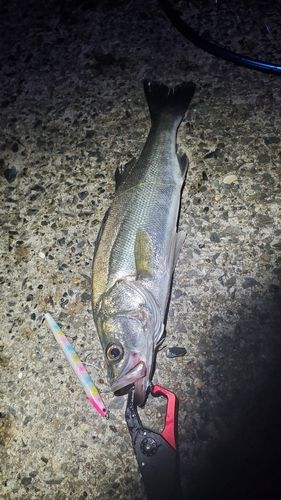 フッコ（マルスズキ）の釣果