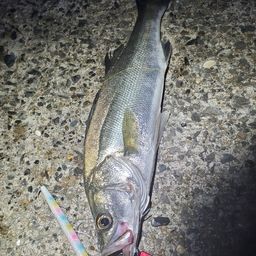 フッコ（マルスズキ）