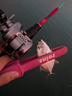 ギンガメアジの釣果