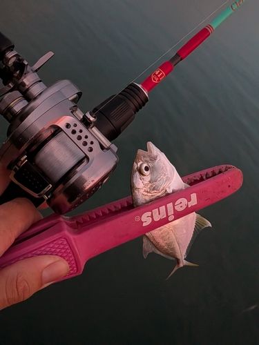 ギンガメアジの釣果