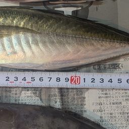 マアジ