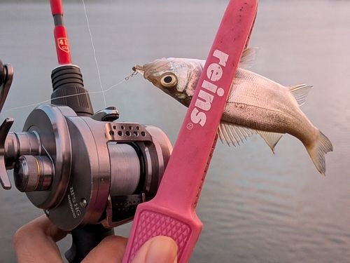 セイゴ（ヒラスズキ）の釣果