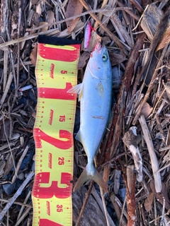 ワカシの釣果