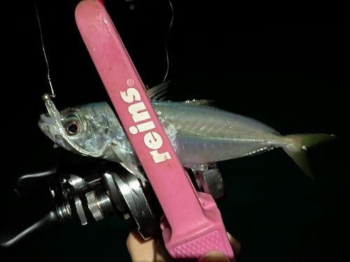 マアジの釣果