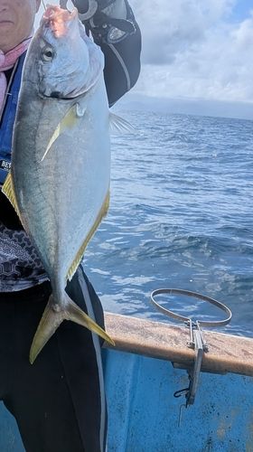 シマアジの釣果