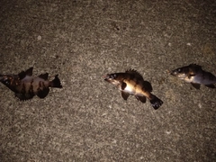 メバルの釣果