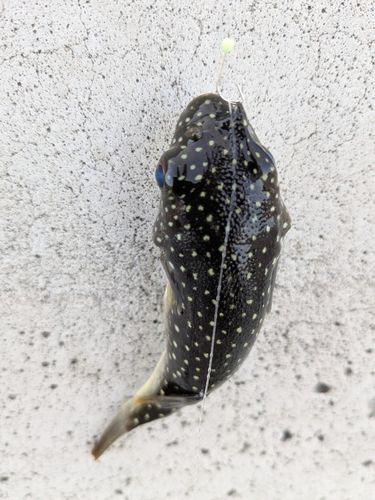 フグの釣果